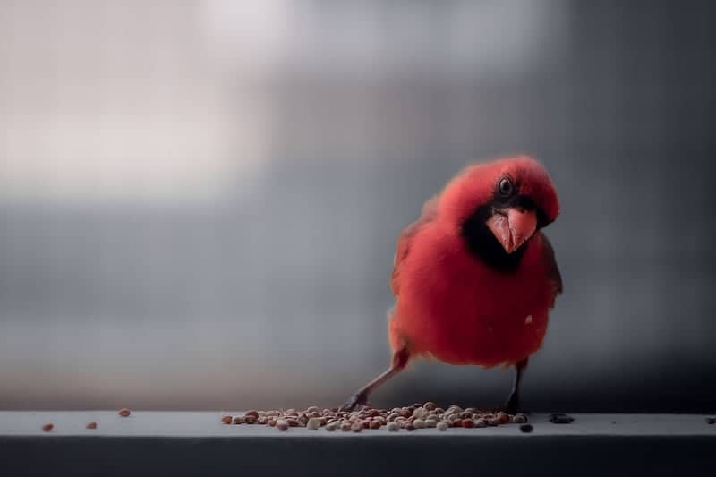 Florence Birding Ledge - Image 1
