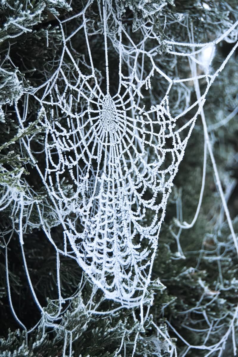 Frosty Spider Web in A Cañiza - Image 1