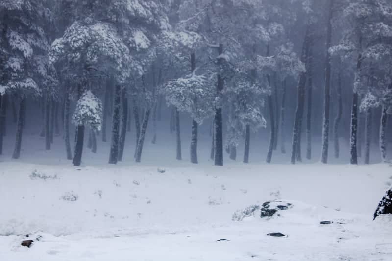 Manzaneda Mountain Resort Forest - Image 1