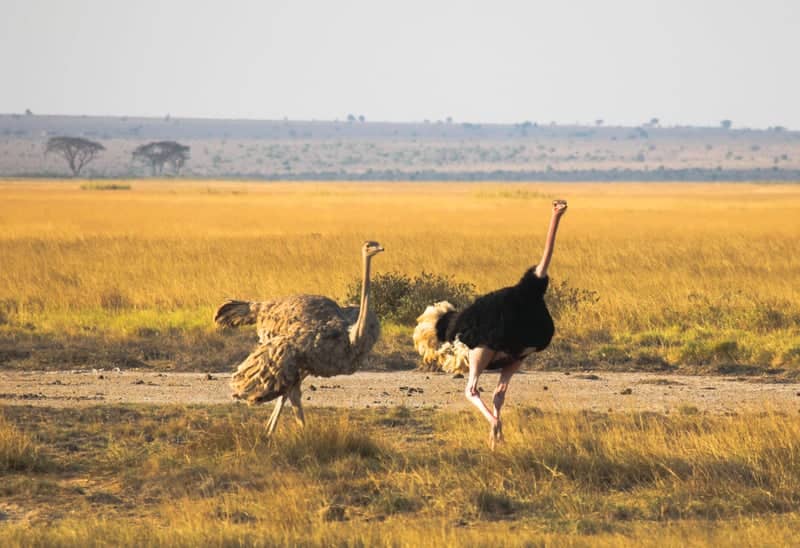 Amboseli Savanna, Entonet - Image 1