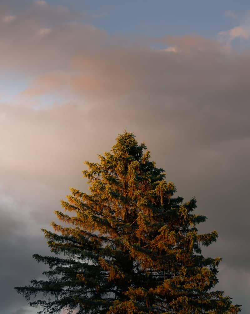 Farmington Evergreen Grove - Image 1