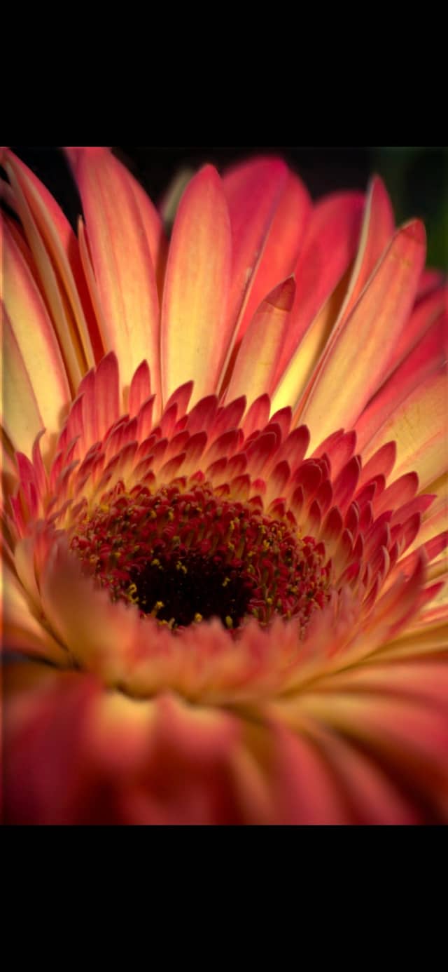Holzkirchen Garden Macro - Image 1