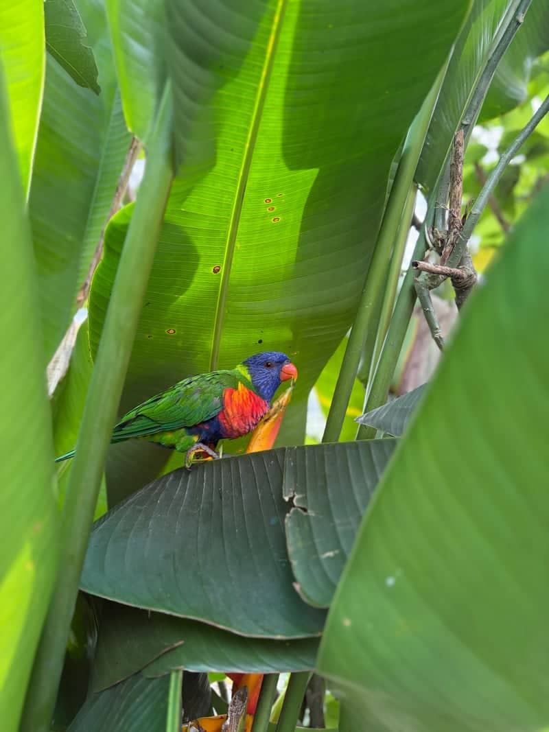 Tropical Bird Garden, Wayanad - Image 1