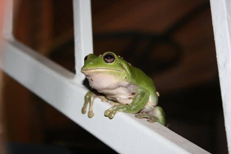 Aitkenvale Garden Wildlife - Image 1