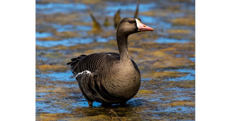 Cosumnes River Preserve - Image 1