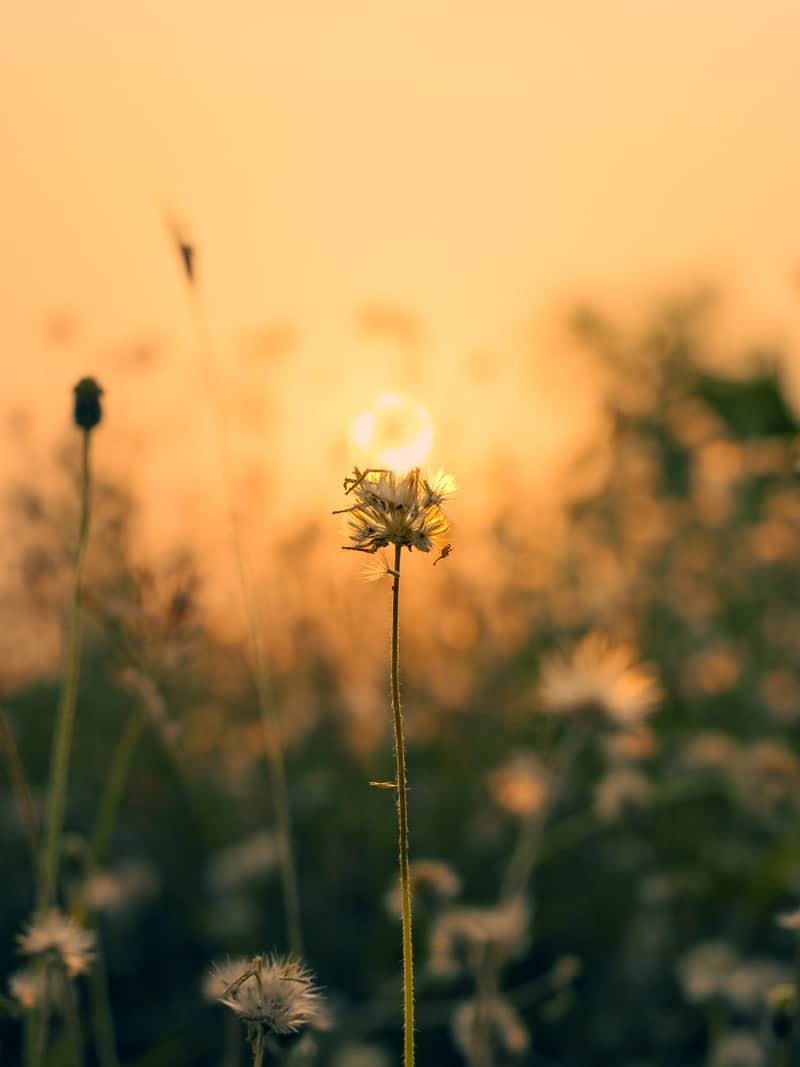 Guntur Wildflower Fields - Image 1