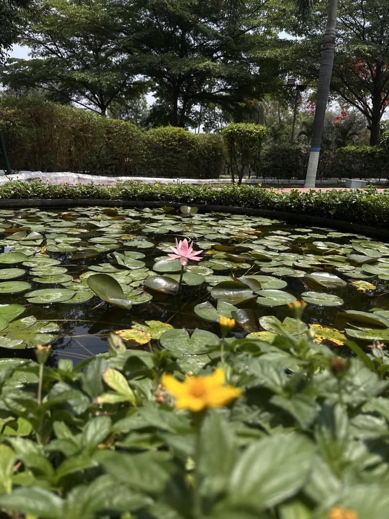 Lily Pond at BITS Pilani Hyderabad - Image 1