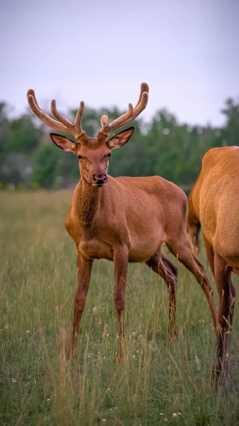 Algonquin Highlands Elk Meadow - Image 1