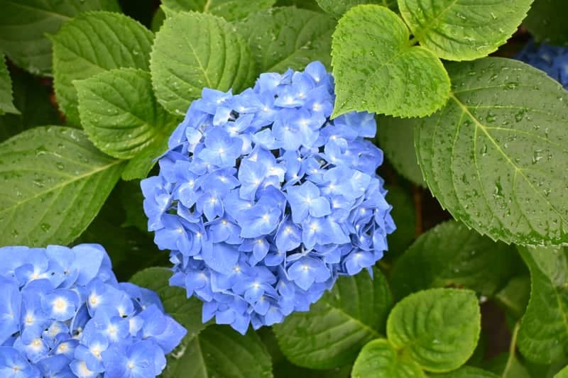 Beppu Hydrangea Garden - Image 1