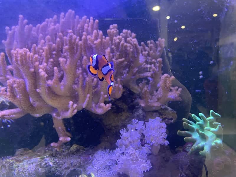 Mondo Sommerso Aquarium Shop - Image 1