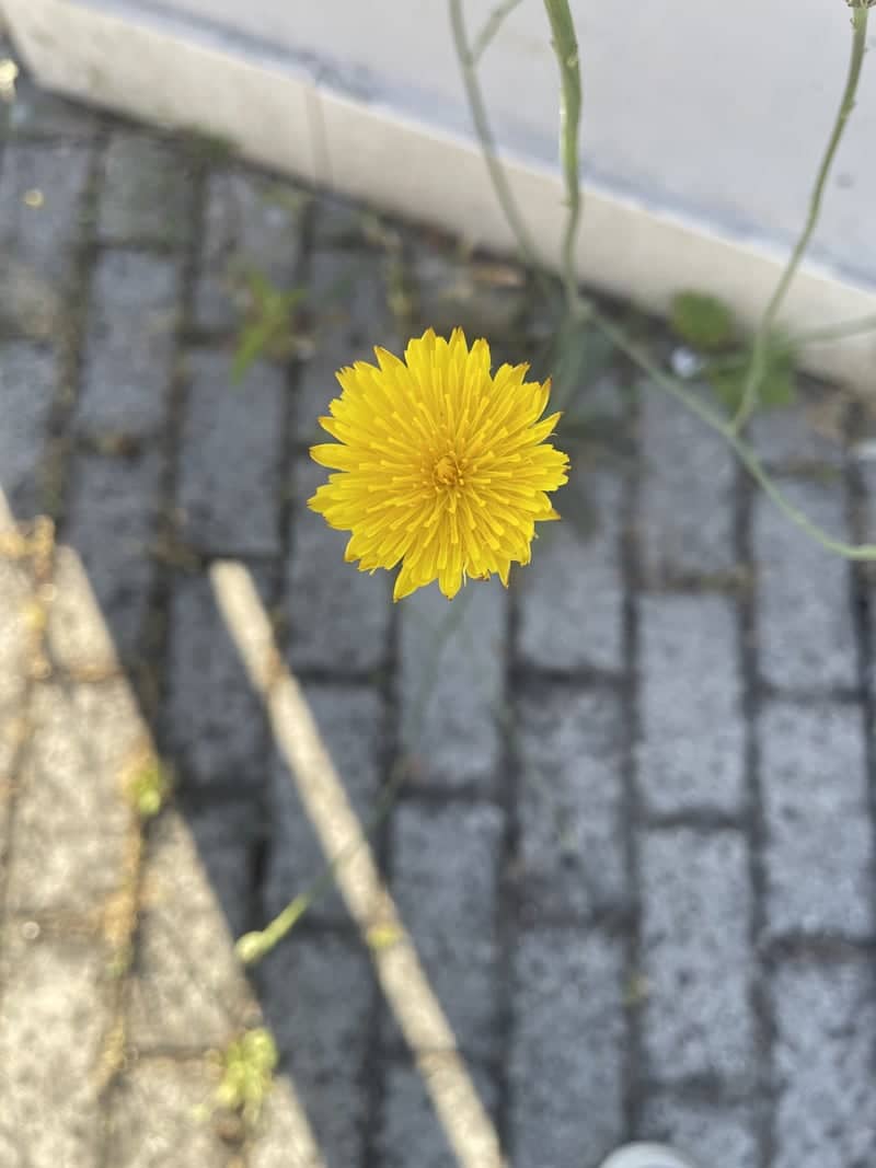 Piazza Municipio Urban Flora - Image 1