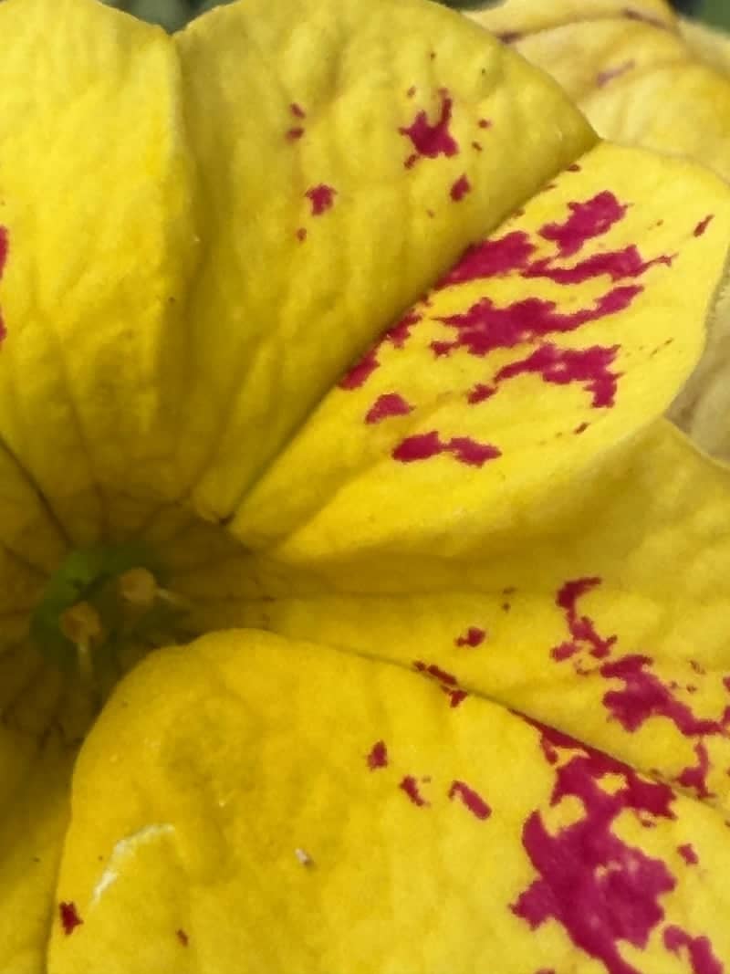 Crestview Garden Macro - Image 1