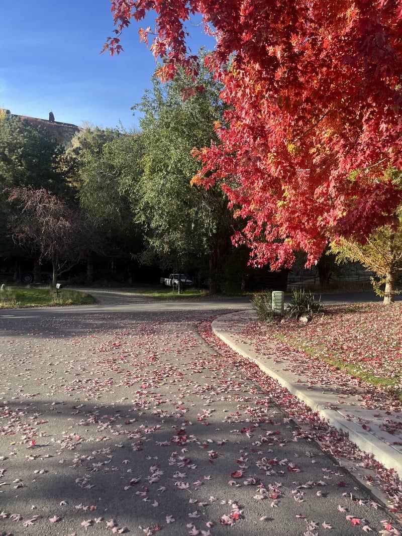 Provo Foothills Autumn Street - Image 1