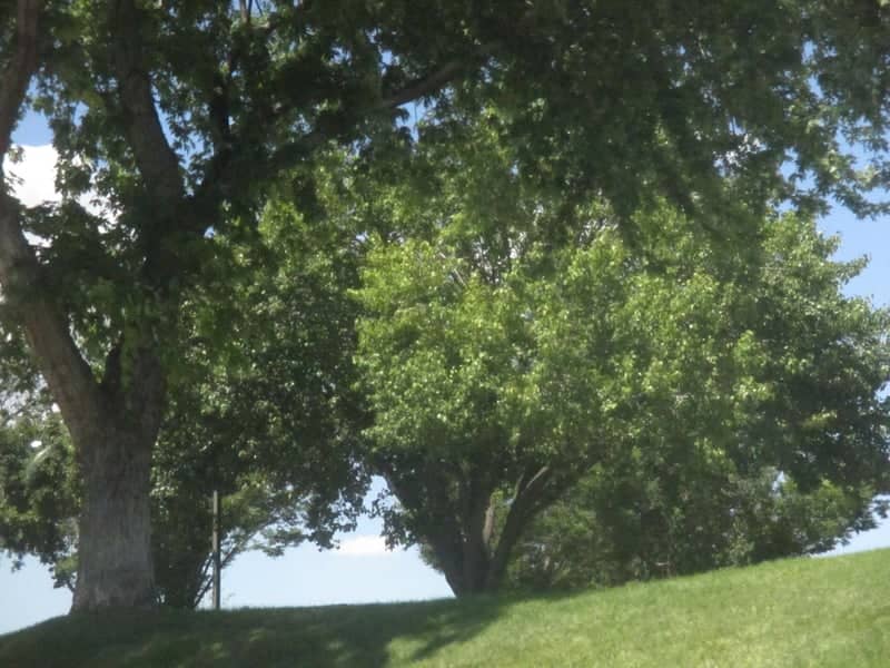 Sandy Neighborhood Green Space - Image 1