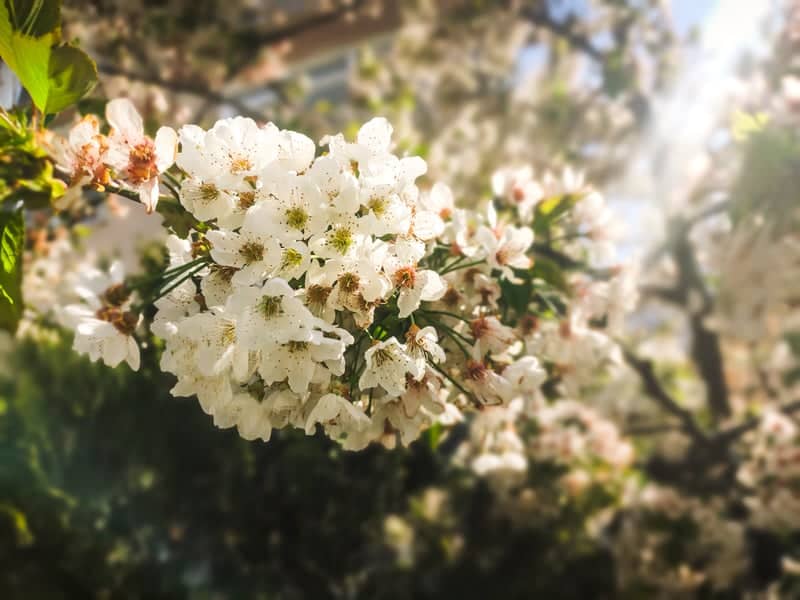 İstasyon Spring Blossoms - Image 1