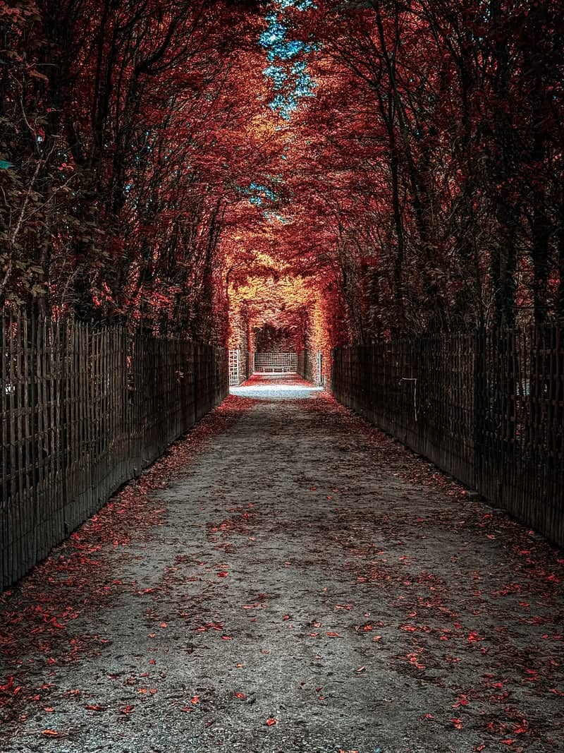 Gardens of Versailles Tree Tunnel - Image 1