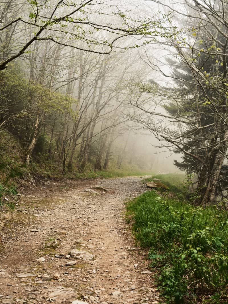 Art Loeb Trail near Black Balsam Knob - Image 1