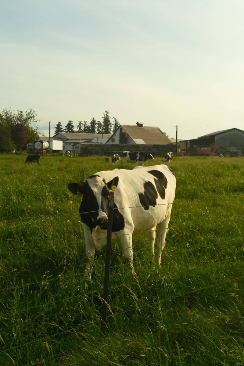 Enumclaw Dairy Farm - Image 1