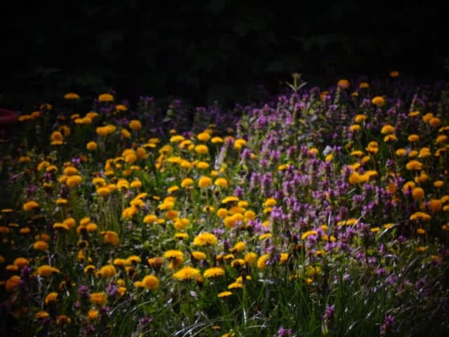 Teiuș Wildflower Meadow - Image 1