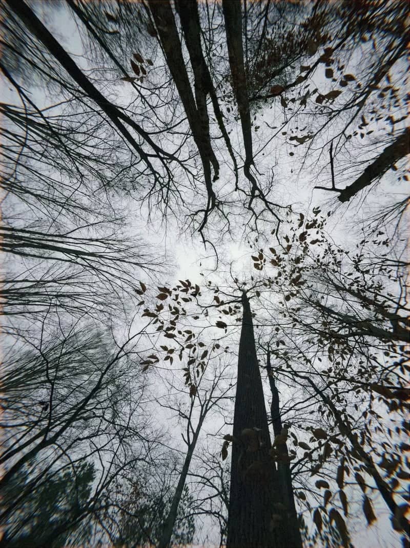 Cannon Park Canopy - Image 1