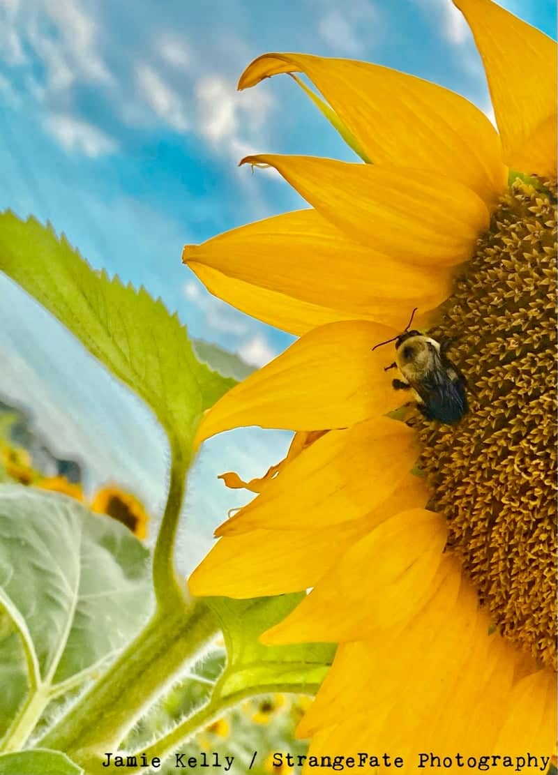Tennessee River Valley Sunflower Field - Image 1