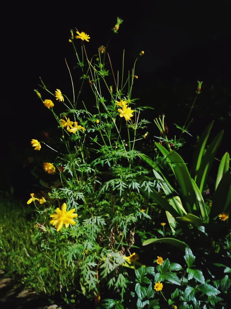Tirupathur Night Garden - Image 1