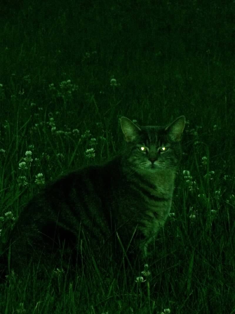 Bælum Rural Meadow - Image 1
