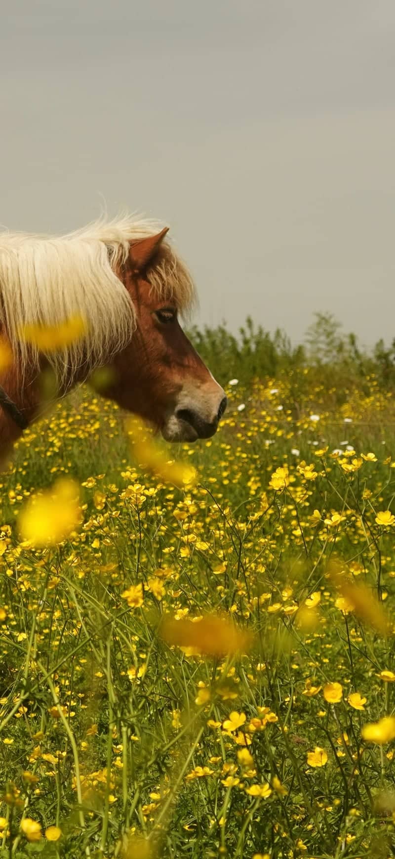 Oudon Wildflower Meadows - Image 1