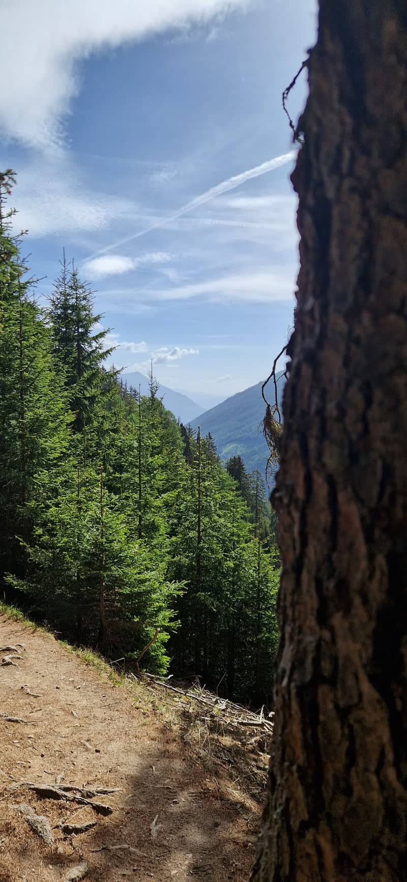 Stelvio National Park Forest Trail - Image 1