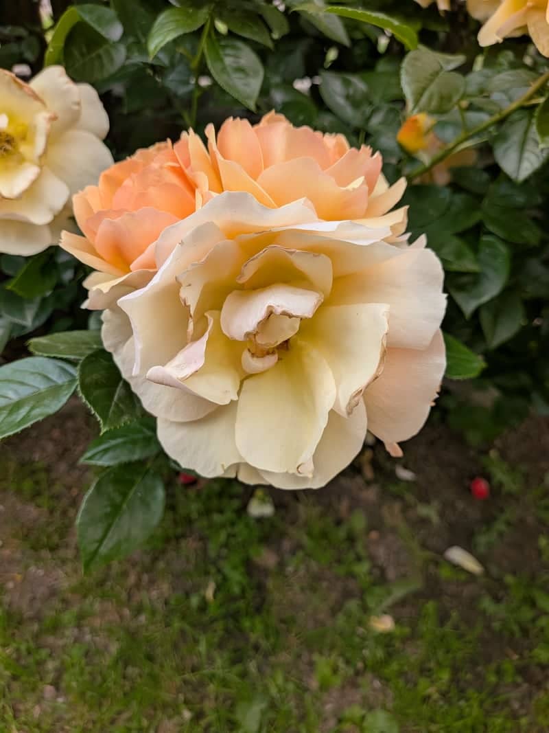Glorenza Flower Gardens - Image 1