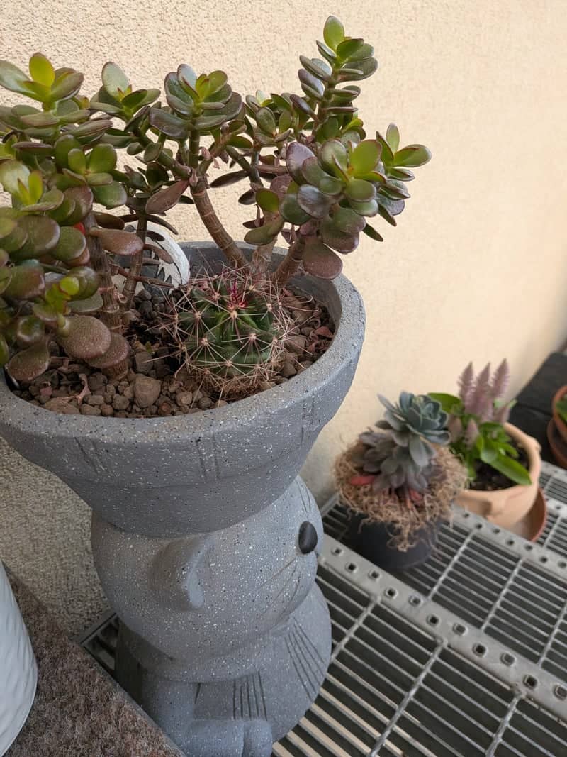 Glorenza Balcony Garden - Image 1
