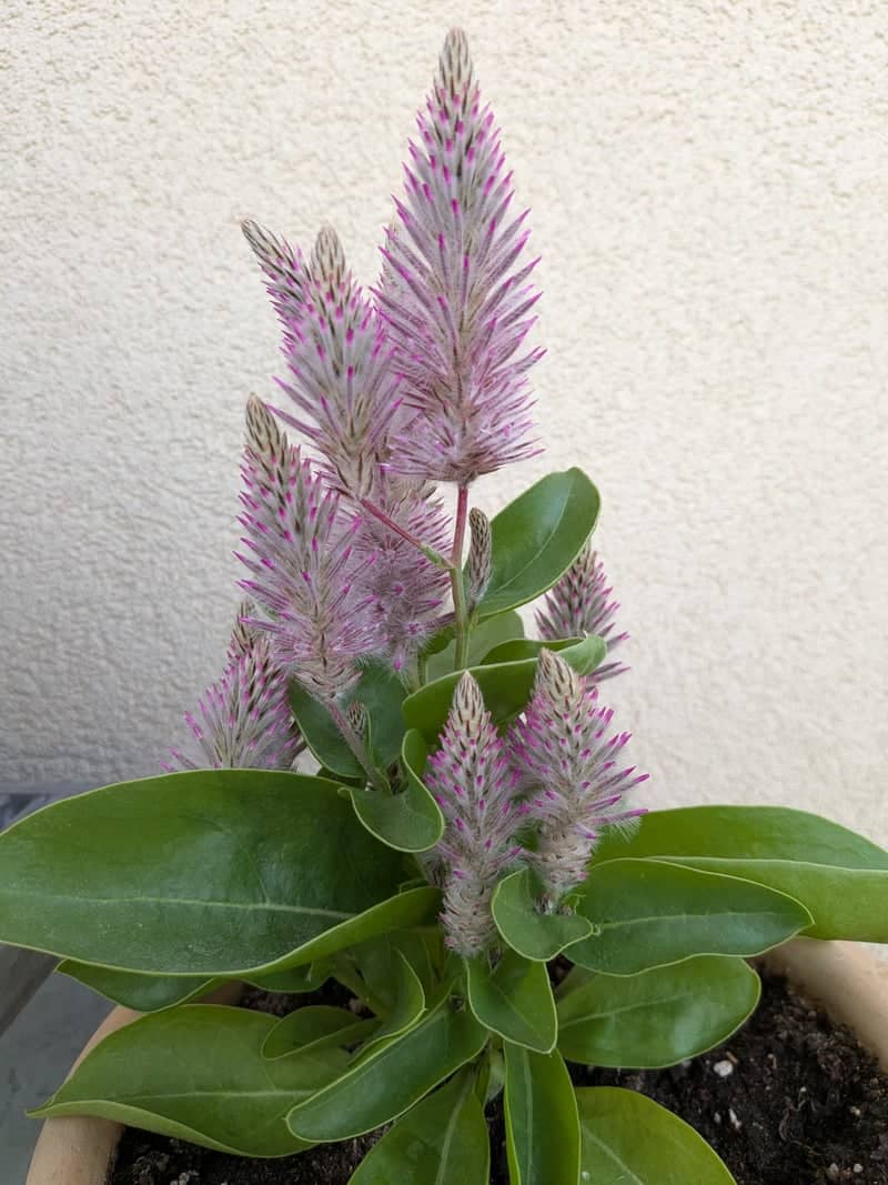 Ptilotus Blooms in Glorenza - Image 1