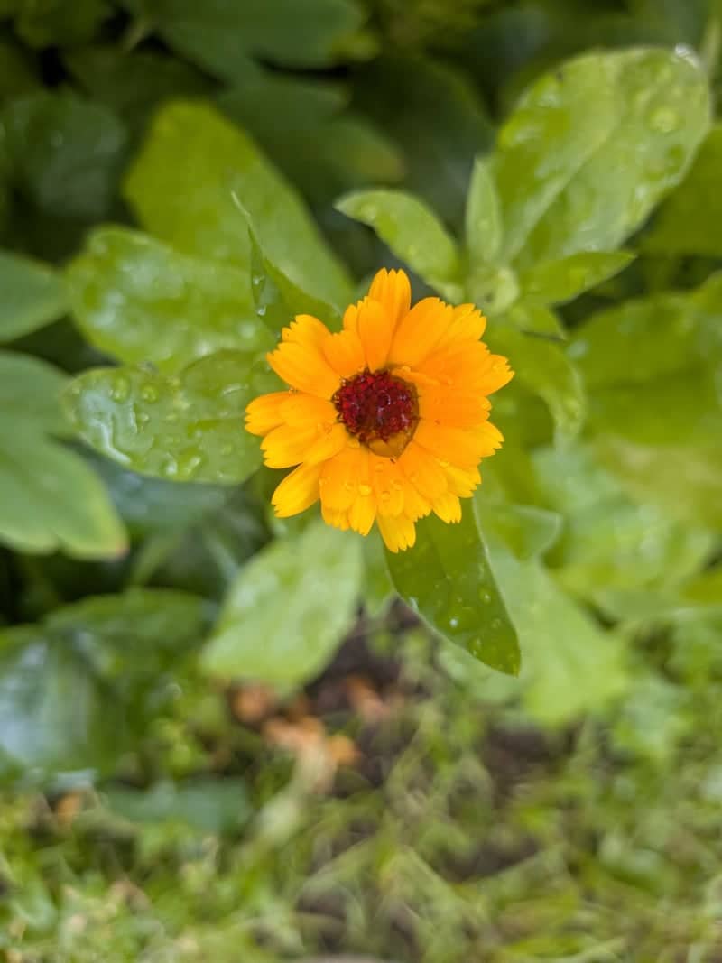 Glorenza Alpine Gardens - Image 1