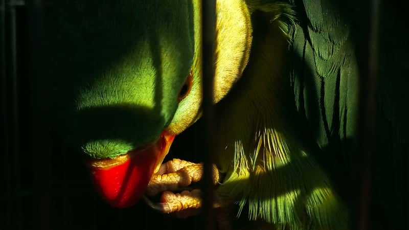 Sanjay Gandhi Biological Park - Image 1