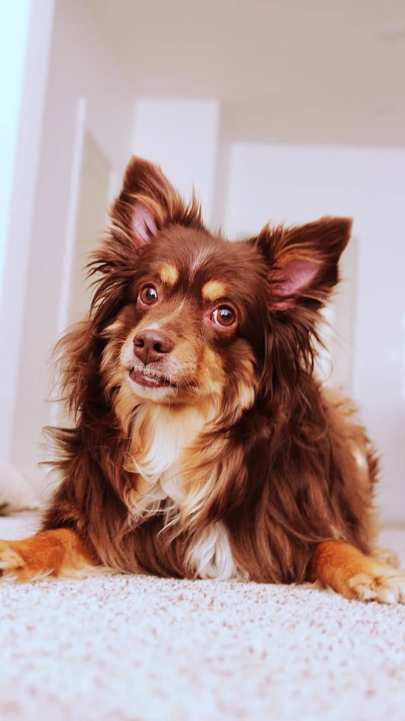 Nibley Pet Portrait Spot - Image 1