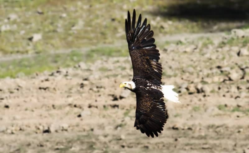 Paradise Valley Wildlife - Image 1