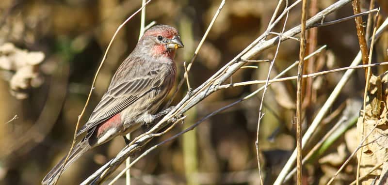Nibley Nature Area - Image 1