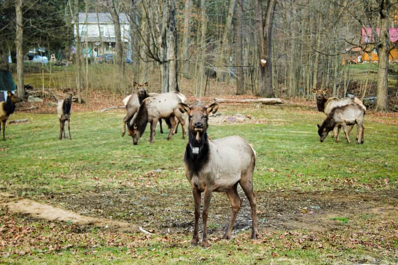 Benezette Elk Country - Image 1