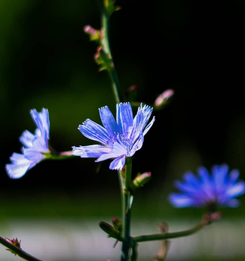Chicory Blooms in Euclid - Image 1