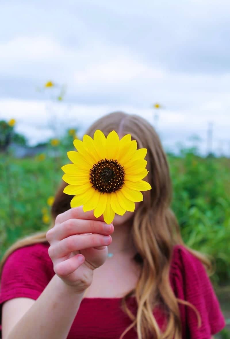 The Jersey Barnyard Sunflower Field - Image 1