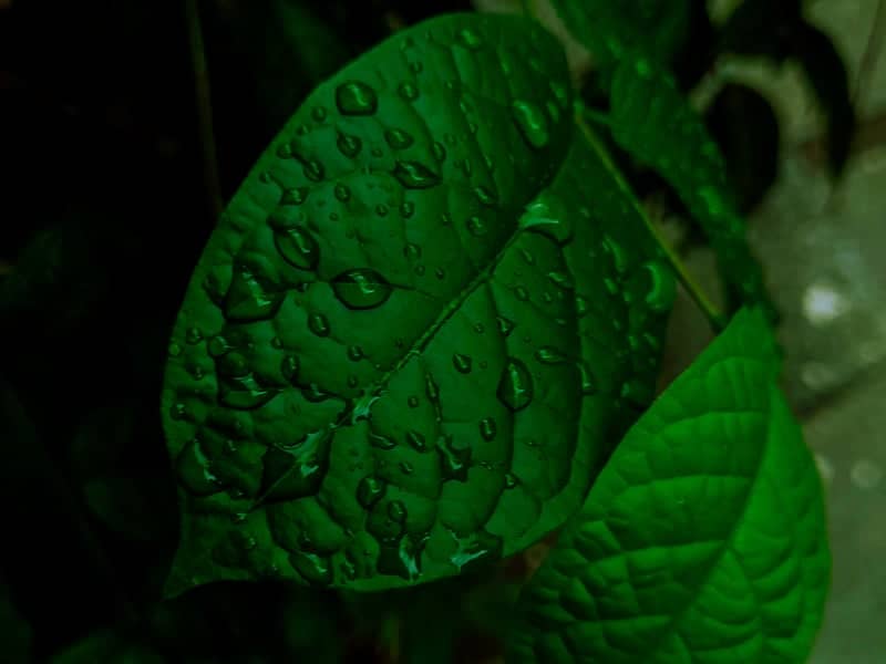 Medavakkam Garden Macro - Image 1