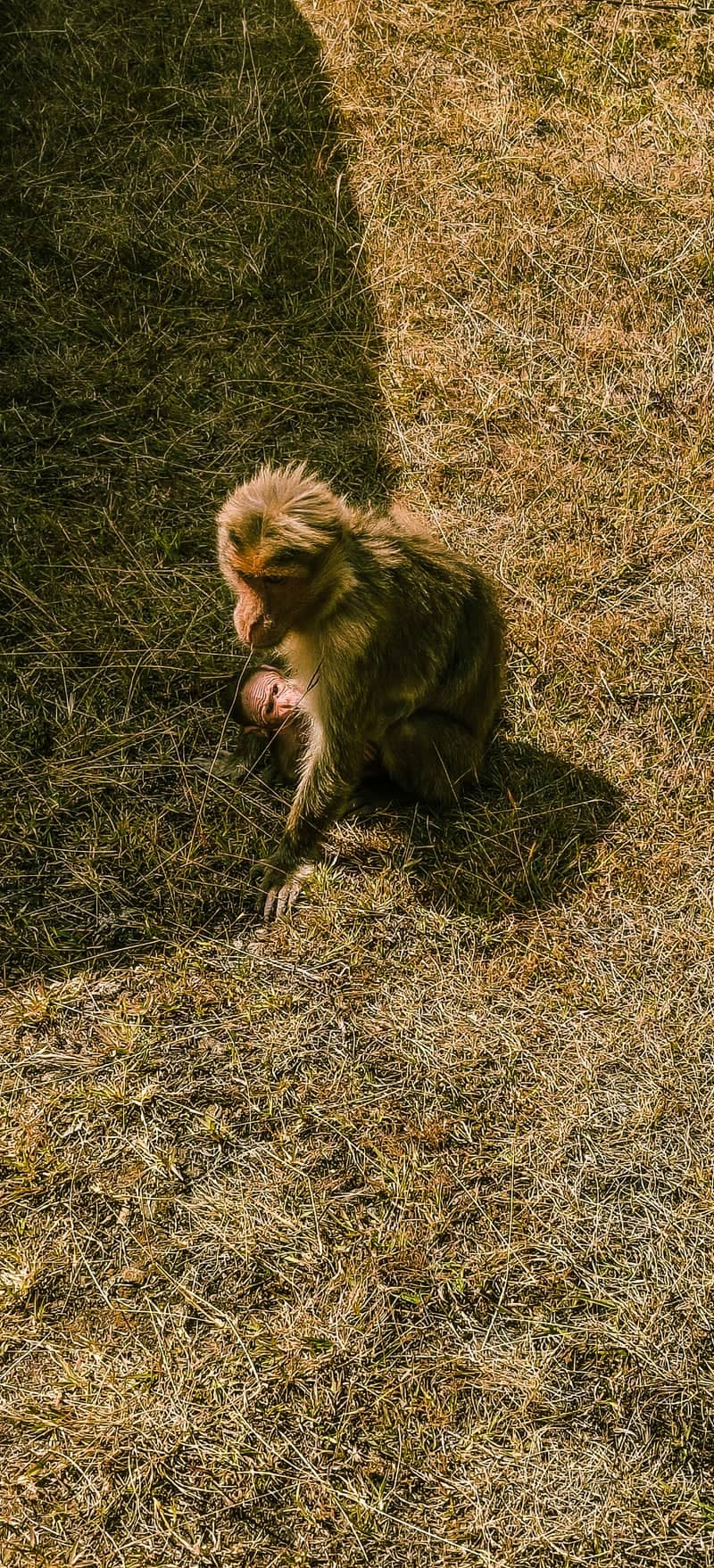 Ooty Wildlife Observation - Image 1