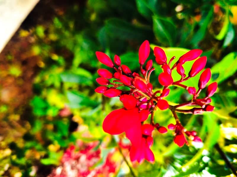 Lush Flora of the Western Ghats - Image 1