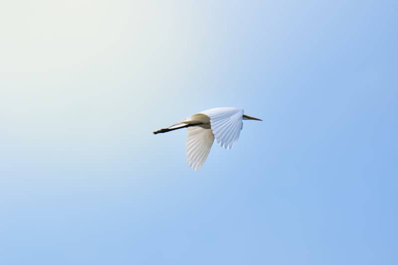 Little Otter Creek Wildlife Management Area - Image 1