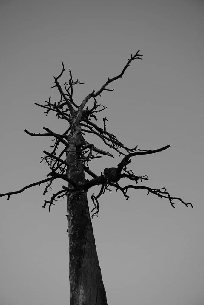 Spokane Valley Snag Silhouette - Image 1