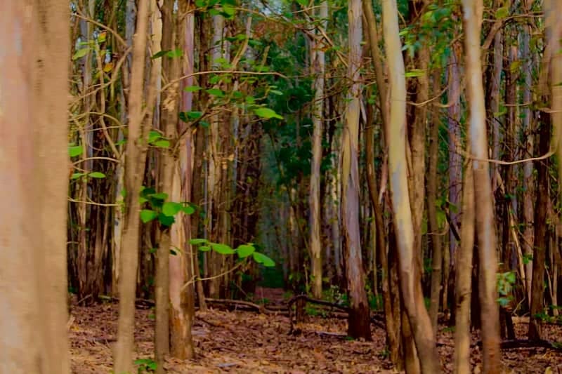 Ranikhet Forest Grove - Image 1