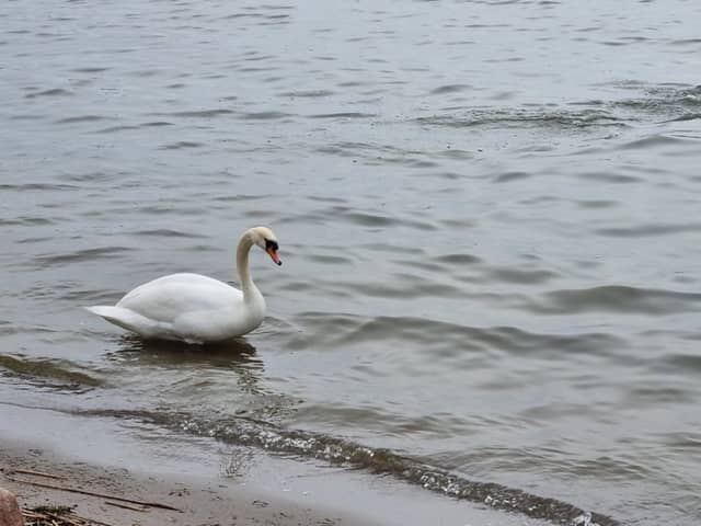 Lake Miedwie Shoreline - Image 1