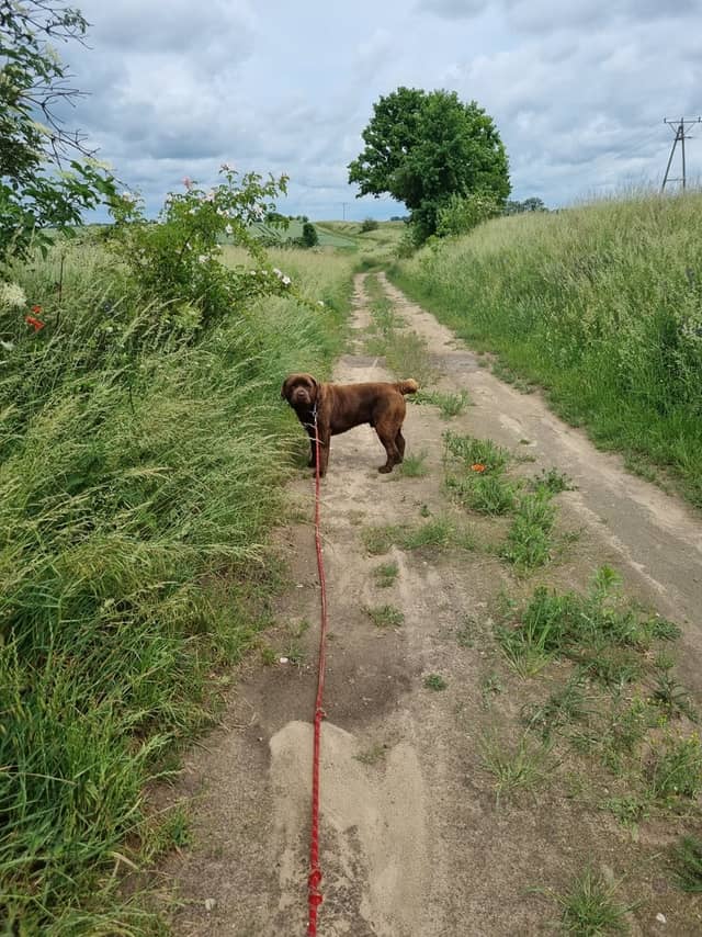 Ukiernica Countryside Path - Image 1