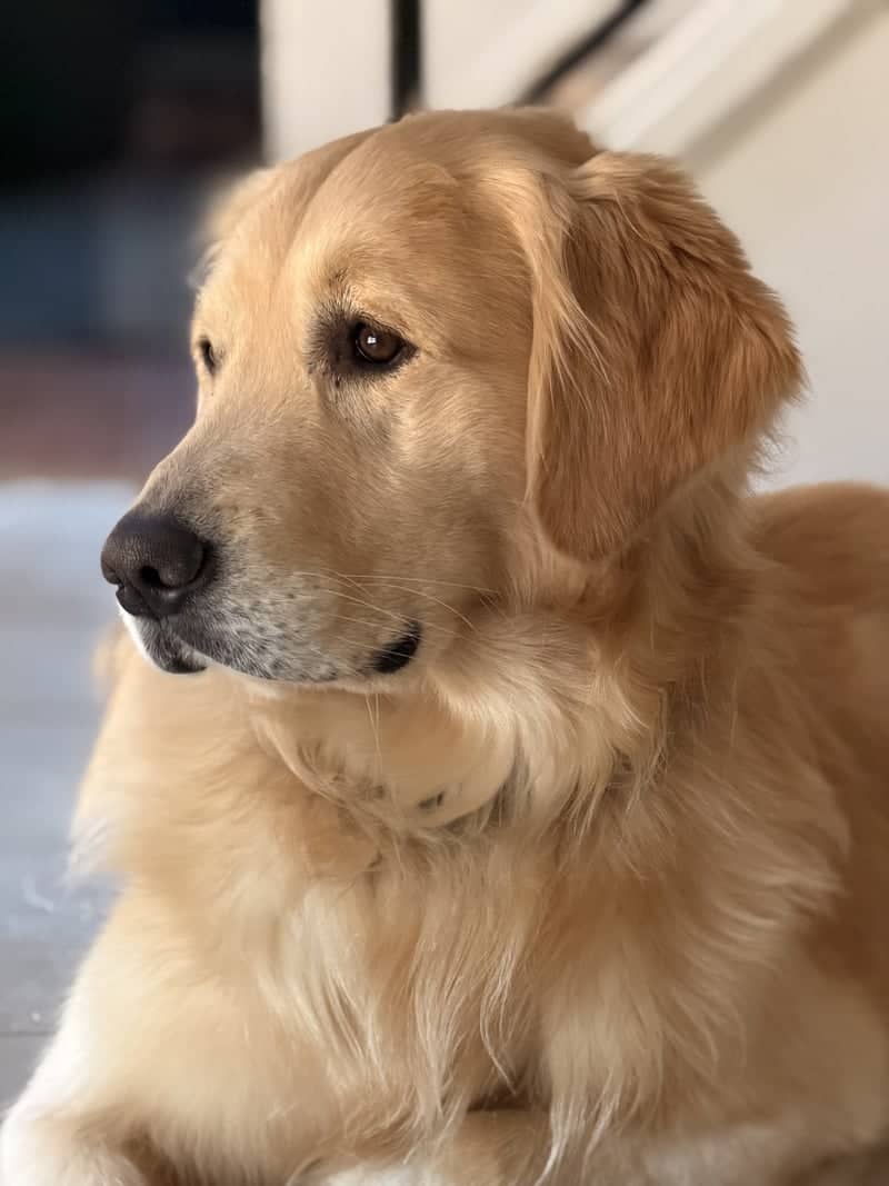 Residential Pet Portrait Spot - Image 1