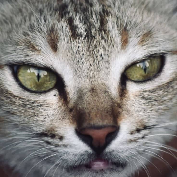 Urban Cat Portrait, Chennai - Image 1